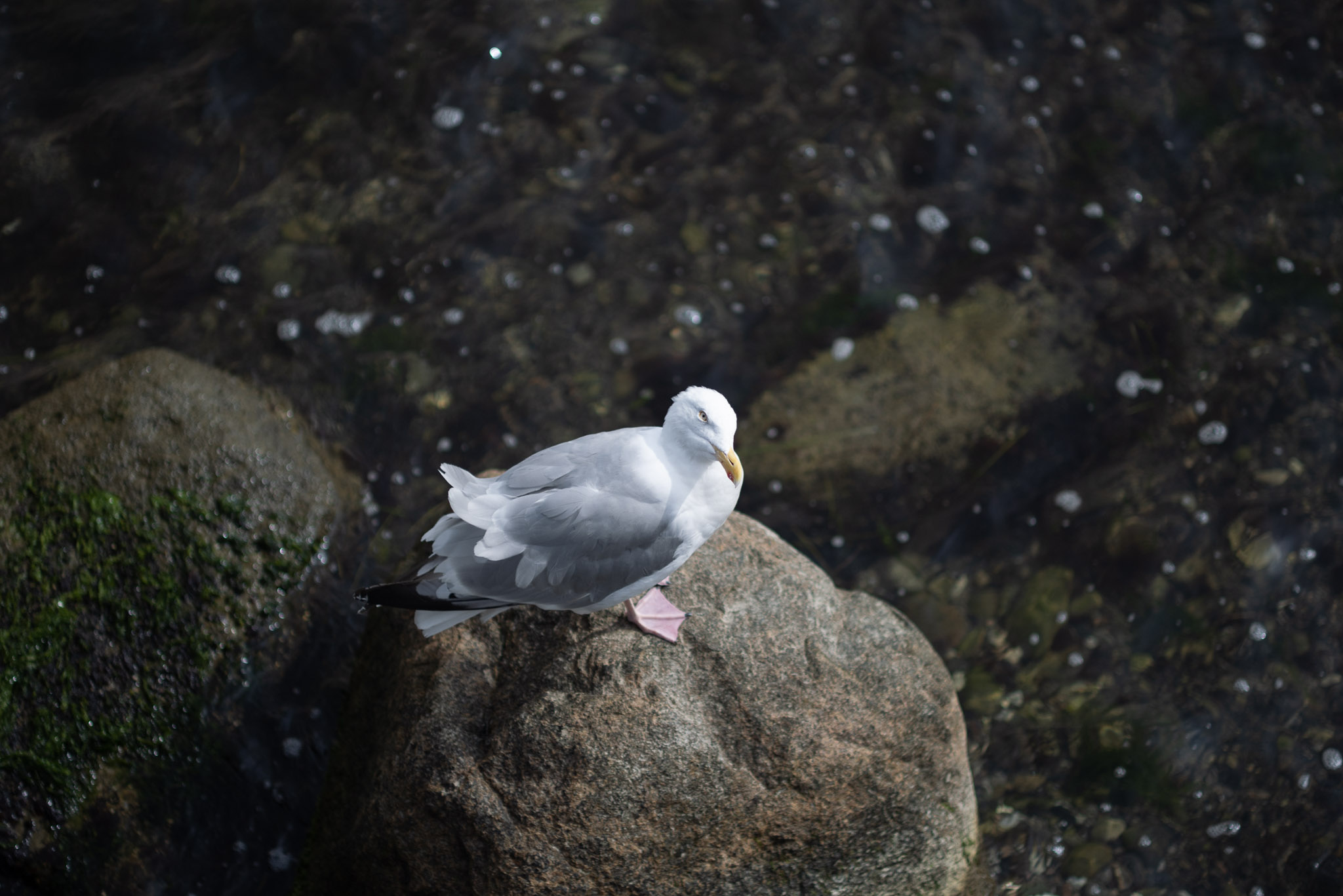 Seagull stare